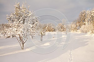 Snow covered garden trees in winter