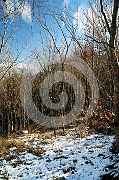 Snow-covered glade in a mountain forest