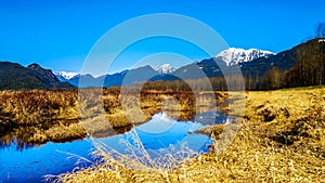 Snow covered Golden Ears Mountain and Edge Peak seen from the of Pitt-Addington Marsh in the Fraser Valley near Maple Ridge