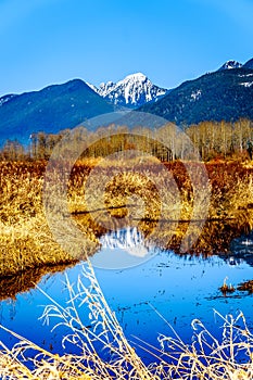 Snow covered Golden Ears Mountain and Edge Peak seen from the of Pitt-Addington Marsh in the Fraser Valley near Maple Ridge