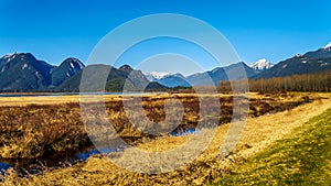 Snow covered Golden Ears Mountain and Edge Peak seen from the of Pitt-Addington Marsh in the Fraser Valley near Maple Ridge