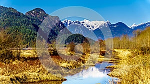 Snow covered Golden Ears Mountain and Edge Peak seen from the of Pitt-Addington Marsh in the Fraser Valley near Maple Ridge