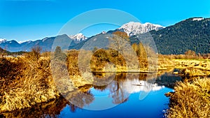 Snow covered Golden Ears Mountain and Edge Peak seen from the of Pitt-Addington Marsh in the Fraser Valley near Maple Ridge