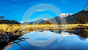 Snow covered Golden Ears Mountain and Edge Peak seen from the of Pitt-Addington Marsh in the Fraser Valley near Maple Ridge