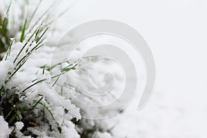 Snow covered grass