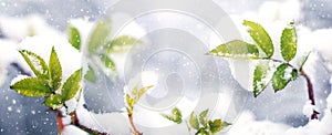 Snow-covered green leaves on a bush against a blurred background during a snowfall in early winter