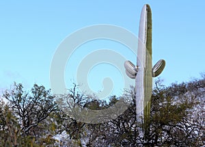Snow covered green Saguaro cactus on a snowy hillside in Tucson Arizona
