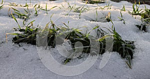 snow-covered green wheat sprouts, close up