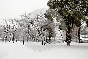 Snow covered ground