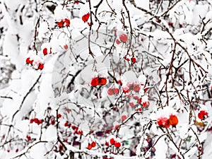 snow-covered hawthorn berries in forest in winter