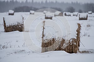 Snow covered hay bales