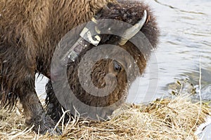 Snow covered head of grazing bison with collar by river in snow