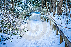 Snow covered hiking path in the forest