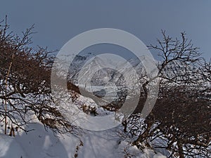 Snow-covered hiking path leading through forest of bare birch trees in Skaftafell national park with SkaftafellsjÃ¶kull glacier.