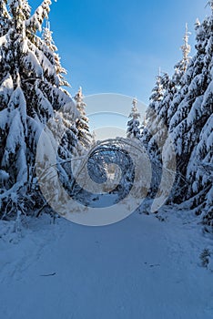 Snow covered hiking trail with frozen trees around and clear sky