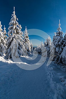 Snow covered hiking trail with frozen trees around during winter day with clear sky