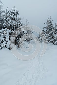 Snow covered hiking trail with trees around in winter mountains