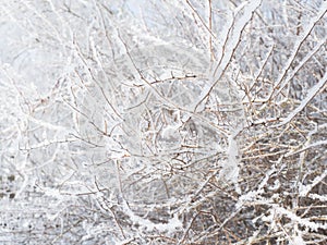 Snow-covered hoarfrost bush branches and twig, selective focus. Winter snowy pattern, background or frame, copy space