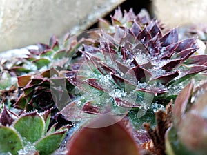 Snow covered houseleek winter, succulents