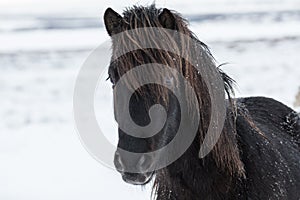 Snow Covered Icelandic Horse