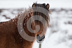 Snow Covered Icelandic Horse