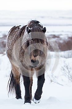 Snow Covered Icelandic Horse