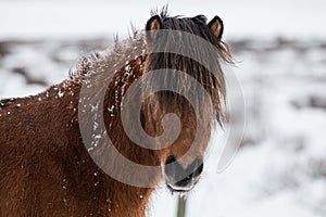 Snow Covered Icelandic Horse photo