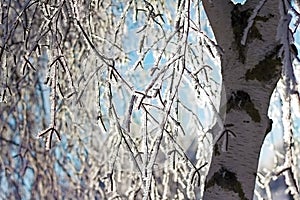 Snow-covered icy birch branches close-up
