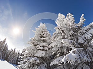 Snow covered and icy spruces on the sun