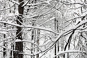 snow-covered intertwined twigs in snowy forest