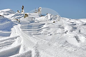 Snow covered junipers at winter