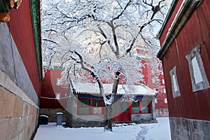 Snow-covered landscape