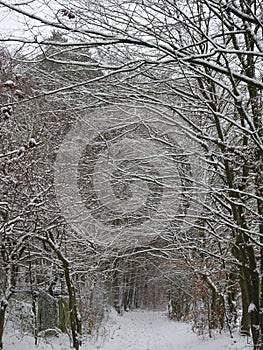 Snow-covered landscape with a beautiful avenue with big trees in a small village in Kassel, Germany