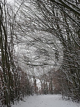 Snow-covered landscape with a beautiful avenue with big trees in a small village in Kassel, Germany