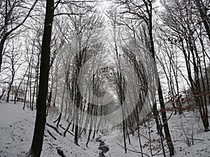 Snow-covered landscape with a beautiful avenue with big trees in a small village in Kassel, Germany