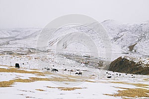 The snow-covered landscape in Buddhist Academy. Larong Wuming Buddhist Academy