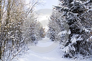 Snow covered landscape with pinetrees and a path