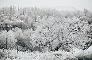 Snow-covered landscape, a village in the valley and a tree in the foreground. Black and white photography