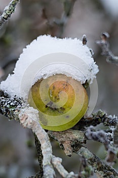 Snow covered last apple