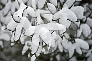 Snow covered leaves