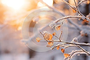 snow covered leaves on a tree branch in the winter sun