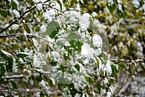 Snow covered leaves in winter. Bush with green leaves covered with snow