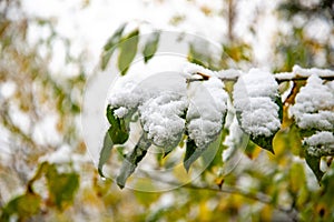 Snow covered leaves in winter. Bush with green leaves covered with snow