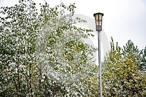 Snow covered leaves in winter. Bush with green leaves covered with snow