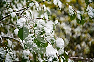 Snow covered leaves in winter. Bush with green leaves covered with snow