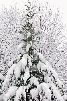 Snow Covered Leyland Cypress During a Blizzard