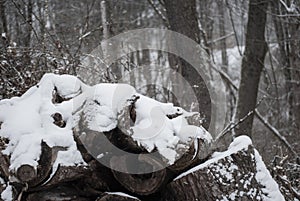 Snow covered log pile in winter