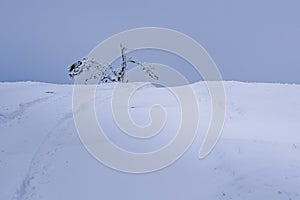 Snow covered lonely pine tree on mountain Demerdzhi after blizzard in spring. Crimea