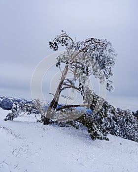 Snow covered lonely pine tree on mountain Demerdzhi after blizzard in spring. Crimea