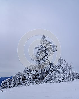 Snow covered lonely pine tree on mountain Demerdzhi after blizzard in spring. Crimea